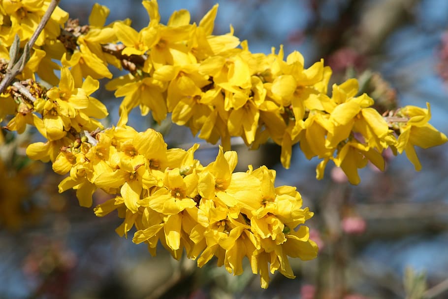 primavera, floració, jardí, arbust, branca, primavera, florir, sol, naturalesa, flors, flors de primavera, floració de primavera, laburnum, groc, flor, centrar-se en primer pla, a l'aire lliure, dia, planta amb flors, fragilitat, vulnerabilitat, planta, primer pla, bellesa a la natura, frescor, creixement, pètal, inflorescència, cap de flor, cap gent, enfocament selectiu, 2K
