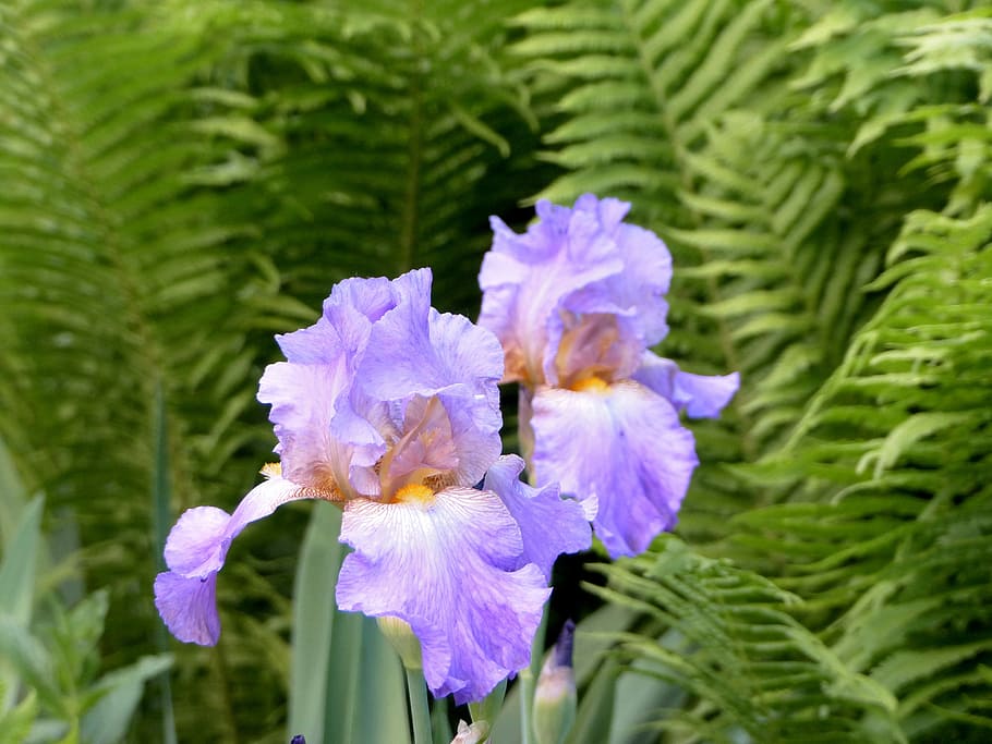 fiori viola, iris, fiori, lilla, pianta, fiore, pianta fiorita, bellezza nella natura, fragilità, vulnerabilità, freschezza, crescita, petalo, avvicinamento, natura, concentrarsi sulle conoscenze acquisite, testa di fiore, viola, infiorescenza, giorno, nessuno, all'aperto, fiorire, colore verde, iris - pianta, 4K