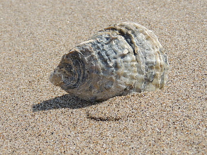beige, muslingeskal, sand, hav, skal, strand, ocean, ferie, skaldyr, natur, dyreskal, sommer, dyr, kystlinje, ferier, jord, dyreliv, dyr i naturen, ingen mennesker, sollys, et dyr, tæt på, dyre temaer, dag, høj vinkel visning, udendørs, skygge, marine, 2K, CC0, offentligt domæne, royaltyfrie