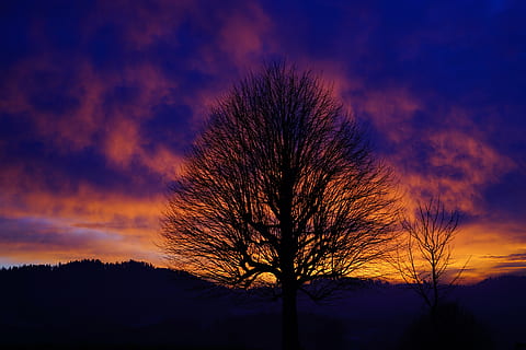 fotografia di sagoma, spoglio, albero, tramonto, estetico, rami, tribù, albero solitario, cielo, abendstimmung, cielo serale, ardente, rosso, giallo, arancia, luce, luce posteriore, nuvole, cielo appannato, bagliore di nuvole, single standing, individualmente, isolato, raggiante, burstweid, Wyssachen, Svizzera, albero singolo, albero nudo, Paesaggi, paesaggio, nuvola - cielo, notte, natura, multicolore, all'aperto, silhouette, scenics - natura, bellezza nella natura, pianta, crepuscolo, cielo drammatico, colore arancione, nessuno, scena tranquilla, ambiente, la tranquillità, buio, 8K, CC0, dominio pubblico, privo di copyright