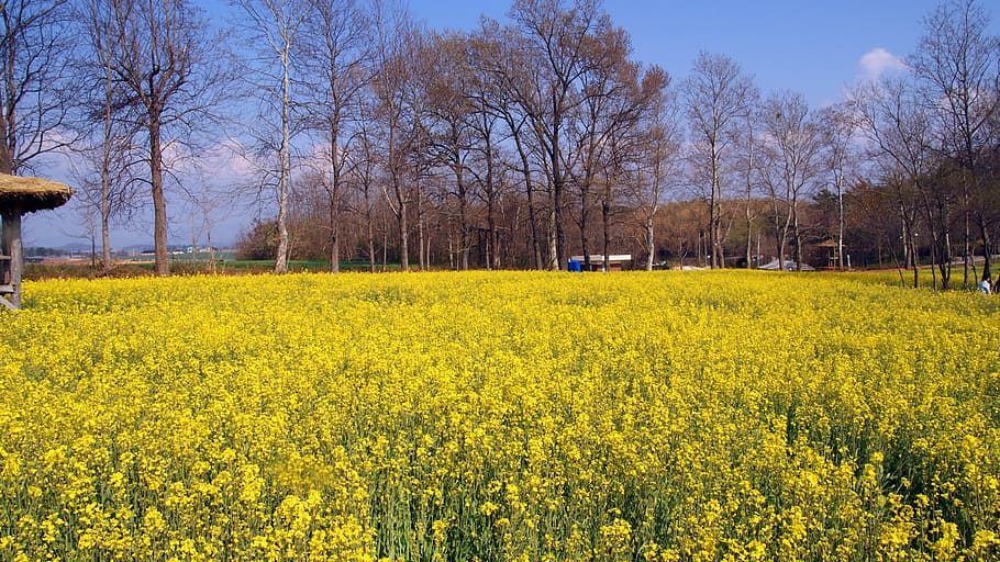 klitschko, sigui o no, k, groc, agricultura, colza, cultiu, camp, escena rural, planta, bellesa a la natura, arbre, creixement, terra, paisatge, escenics - natura, escena tranquil·la, flor, naturalesa, tranquil·litat, cel, fragilitat, medi ambient, planta amb flors, cap gent, primavera, a l'aire lliure, 1080P
