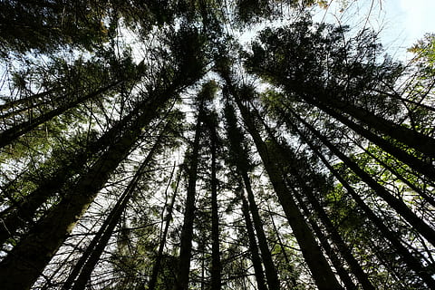 træer, natur, log, Skov, træ, sort, død plante, skygge, hvile, blå, himmel, plante, lav vinkel visning, træstamme, bagagerum, jord, høj - høj, ro, vækst, skønhed i naturen, ingen mennesker, dag, udendørs, ikke-urbane scene, rolig scene, fuld ramme, træ baldakin, bambus - plante, direkte under, nåletræ, fyrreskov, 5K, CC0, offentligt domæne, royaltyfrie