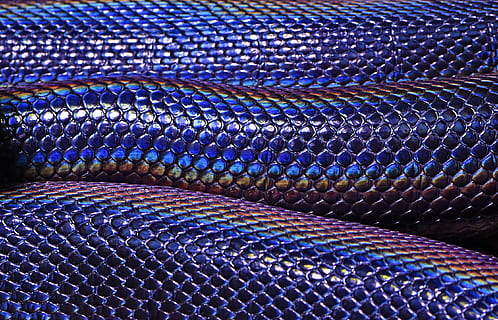 modrý, nachový, snakeskin, detailní, fotografie, hnědý, had, váhy, textura, vzor, plaz, pozadí, celý rám, detail, nikdo, opakování, texturou, zvířat, design, den, v řadě, kov, uvnitř, zvíře, velká skupina objektů, sdělení, 2K, CC0, veřejná doména, bez autorských práv