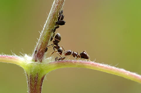 furnici pe tulpină, furnică, macro, insectă, păduchele, verde, fotografierea macro, insectă infestată, lice, un animal, animale tematice, animale sălbatice, animale în sălbăticie, nici o persoana, nevertebrat, animal, a închide, plantă, natură, grup de animale, Culoarea verde, parte a plantelor, zi, frunze, plante stem, artropod, în aer liber, 4K, CC0, domeniu public, fără drepturi de autor