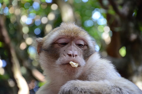 monkey, face, zoo, primate, animal, mammal, portrait, animal themes, animal wildlife, one animal, animals in the wild, forest, vertebrate, tree, rainforest, land, focus on foreground, sitting, no people, food, nature, environment, eating, tropical rainforest, outdoors, animal head, contemplation, 4K, CC0, public domain, royalty free