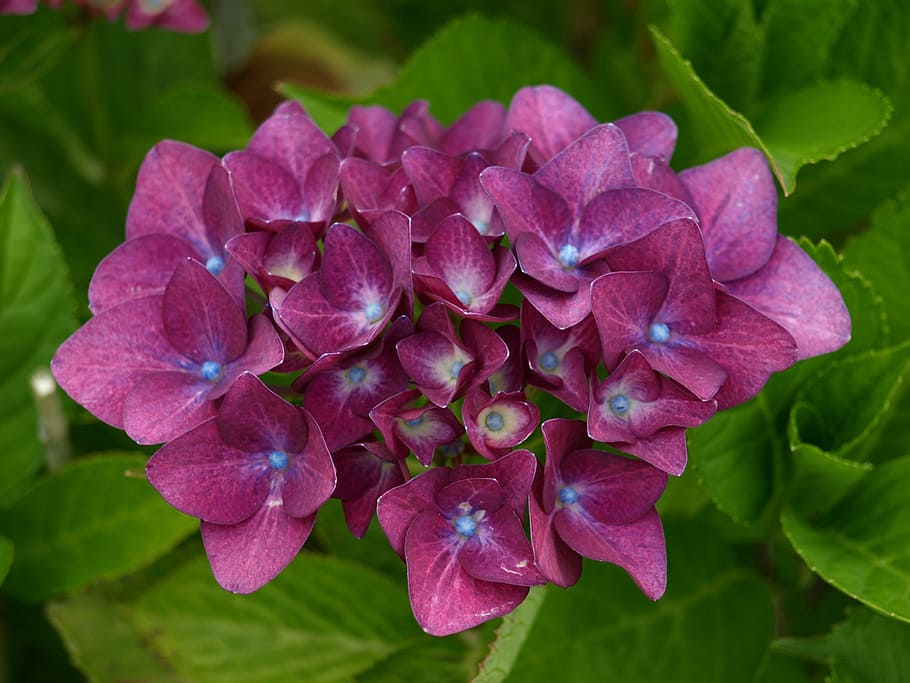 hortensie, inflori, a inflori, arbust ornamental, hortensie cu efect de seră, floare, Violet, petală, frumusețe în natură, fragilitate, natură, planta cu flori, vulnerabilitate, plantă, prospeţime, a închide, inflorescenţă, cap de floare, creştere, parte a plantelor, frunze, să se concentreze asupra primelor elemente, culoarea roz, nici o persoana, zi, în aer liber, primăvară, liliac, buchet de flori, 2K