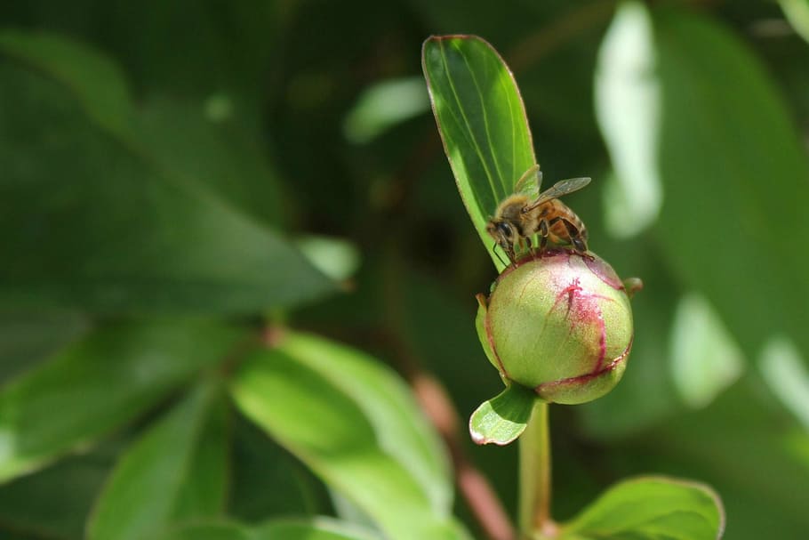 Biene, Honigbiene, Makro, Insekt, Natur, Blume, Pfingstrose, Fehler, fliegend, grüne Farbe, Wachstum, Pflanze, Pflanzenteil, Obst, Lebensmittel, Frische, Blatt, Essen und Trinken, Nahansicht, gesundes Essen, Fokus auf den Vordergrund, Schönheit in der Natur, keine Leute, Tag, Wohlbefinden, Baum, draußen, Knospe, 1080P