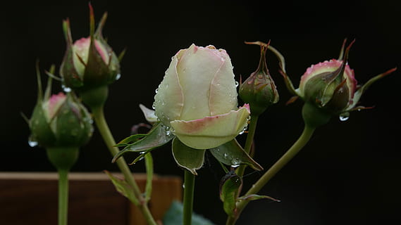 Rosa, Schraffur, Pflanze, Blume, blühende Pflanze, Nahansicht, Frische, keine Leute, Schönheit in der Natur, Natur, Fokus auf den Vordergrund, Zerbrechlichkeit, grüne Farbe, Knospe, Wachstum, Verletzlichkeit, Essen und Trinken, Blatt, Pflanzenteil, Blütenblatt, Blütenkopf, Blütenstand, schwarzer Hintergrund, Kelchblatt, 5K, CC0, gemeinfrei, lizenzfrei