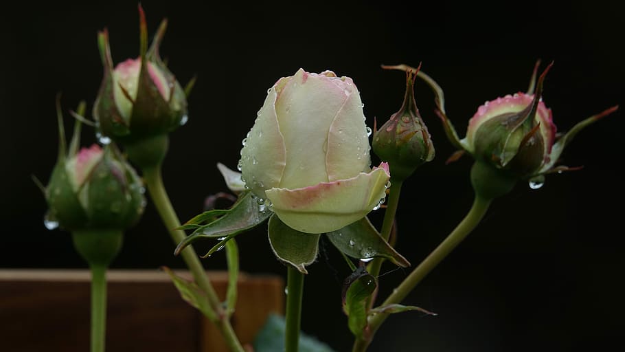 rosa, eclosió, planta, flor, planta amb flors, primer pla, frescor, cap gent, bellesa a la natura, naturalesa, centrar-se en primer pla, fragilitat, color verd, brot, creixement, vulnerabilitat, menjar i beguda, full, part de la planta, pètal, cap de flor, inflorescència, fons negre, sepal, 5K