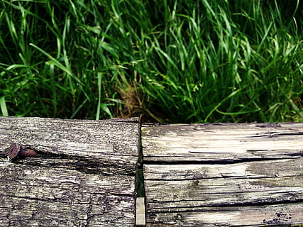 Holzmaserung, Baum, Struktur, Holz, Korn, Baum, Struktur, Holz Textur, Baumgitter, Zaun, Wald, Nagel, Zaunpfosten, Gartenzaun, braun, Holzzaun, Natur, verwittert, Latten, Tafel, rustikal, Textur, Gras, Grün, Grashalm, Wiese, Holz - Material, draußen, keine Leute, Tag, grüne Farbe, Nahansicht, Pflanze, Brett, texturiert, Fokus auf den Vordergrund, Sonnenlicht, Land, Promenade, High Angle View, Wachstum, Borke, 2K, CC0, gemeinfrei, lizenzfrei