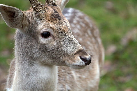 Hirsch, daino, foresta, animale, temi animali, animali allo stato selvatico, un animale, fauna selvatica, concentrarsi sulle conoscenze acquisite, mammifero, avvicinamento, vertebrato, nessuno, cervo, giorno, ritratto, testa di animale, parte del corpo animale, animali domestici, natura, terra, all'aperto, erbivoro, 5K, CC0, dominio pubblico, privo di copyright