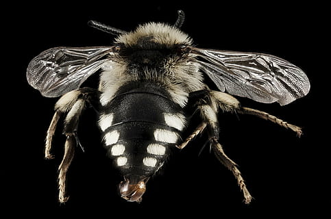 mimare l'ape volare, ape, insetto, macro, a cavallo, ritratto, natura, avvicinamento, melecta albifrons, è un sondaggio geologico, Ali, polline, Grecia, isole egee, un animale, sfondo nero, temi animali, fauna selvatica, colore nero, nessuno, giorno, animale, girato in studio, animali allo stato selvatico, invertebrato, in casa, parte del corpo animale, ala animale, zoologia, artropodo, gamba animale, antenna animale, occhio animale, 2K, CC0, dominio pubblico, privo di copyright