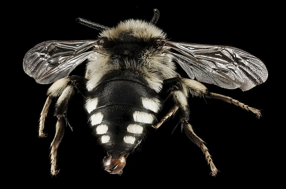 mimare l'ape volare, ape, insetto, macro, a cavallo, ritratto, natura, avvicinamento, melecta albifrons, è un sondaggio geologico, Ali, polline, Grecia, isole egee, un animale, sfondo nero, temi animali, fauna selvatica, colore nero, nessuno, giorno, animale, girato in studio, animali allo stato selvatico, invertebrato, in casa, parte del corpo animale, ala animale, zoologia, artropodo, gamba animale, antenna animale, occhio animale, 2K