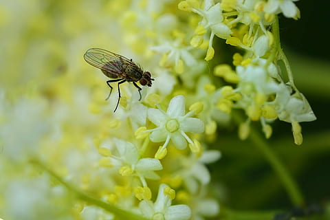 schwarz, Stubenfliege, thront, Weiß, Blütenblätter, Insekt, fliegen, Holunder, ältere, Blume, blühende Pflanze, Tierthemen, wirbellos, Pflanze, Zerbrechlichkeit, Tier, Tierwelt, ein Tier, Schönheit in der Natur, Tiere in freier Wildbahn, Verletzlichkeit, Frische, Wachstum, Nahansicht, Blütenkopf, Blütenblatt, selektiver Fokus, Tierflügel, keine Leute, Bestäubung, draußen, Pollen, Schmetterling - Insekt, 5K, CC0, gemeinfrei, lizenzfrei