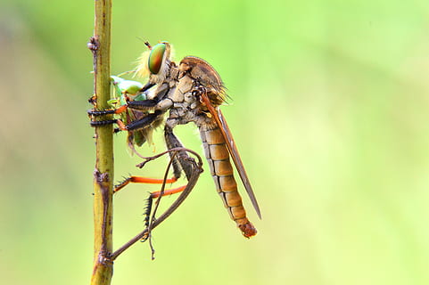 Makro, Räuberfliege, Räuber, Insekt, Tier, Tierwelt, Natur, Tierthemen, wirbellos, Tiere in freier Wildbahn, ein Tier, Tierflügel, Nahansicht, Fokus auf den Vordergrund, keine Leute, Tag, Pflanze, draußen, Libelle, Schönheit in der Natur, grüne Farbe, Tierauge, 4K, CC0, gemeinfrei, lizenzfrei