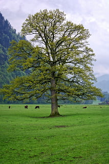 wiosna, drzewo, Natura, indywidualnie, łąka, niebo, Zielony, pastwisko, krajobraz, bawaria, chiemgau, góry, krowy, trawa, pole, chmura - niebo, roślina, piękno natury, wylądować, zielony kolor, środowisko, spokój, wzrost, scenics - natura, spokojna scena, na dworze, żadnych ludzi, dzień, scena pozamiejska, odosobniony, pojedynczy, 5K, CC0, domena publiczna, darmowe zdjęcia