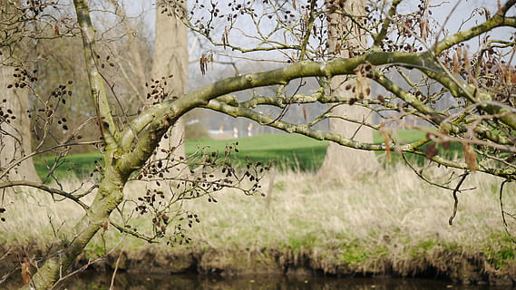 ramo, albero, natura, individualmente, natura morta, paesaggio, foresta, pianta, bellezza nella natura, crescita, giorno, concentrarsi sulle conoscenze acquisite, la tranquillità, nessuno, all'aperto, terra, campo, tronco, albero nudo, scena tranquilla, tronco d'albero, luce del sole, scenics - natura, freschezza, 4K, CC0, dominio pubblico, privo di copyright
