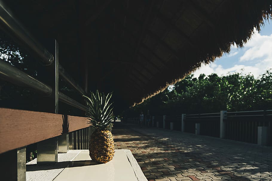 groc, verd, fruita de pinya, blanc, fusta, pissarra, madur, pinya, panell, marró, foto de la cabana, arbre, fruita, banc, ombra, pati, palla, parella, persona, Resort, estació, camí de córrer, parc, lapa, artístic, arquitectura, planta, estructura construïda, naturalesa, creixement, cap gent, sostre, dia, sendera, exterior de l'edifici, a l'aire lliure, material de fusta, edifici, planta en test, cel, casa, llum solar, davant o pati del darrere, teula de teulada, 5K