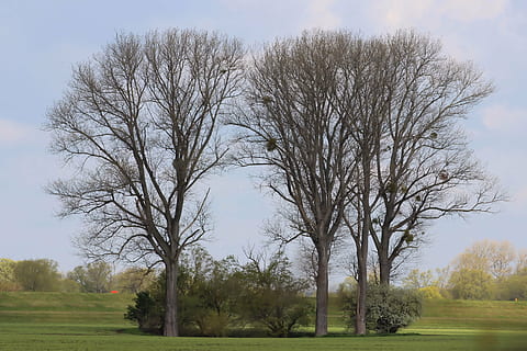 vesc, arbres, naturalesa, primavera, paràsit, arbre, planta, arbre nu, herba, cel, tranquil·litat, bellesa a la natura, camp, escenics - natura, escena tranquil·la, cap gent, dia, terra, escena no urbana, branca, paisatge, color verd, creixement, tronc de l'arbre, a l'aire lliure, treelined, 4K, CC0, domini públic, lliure de regalies