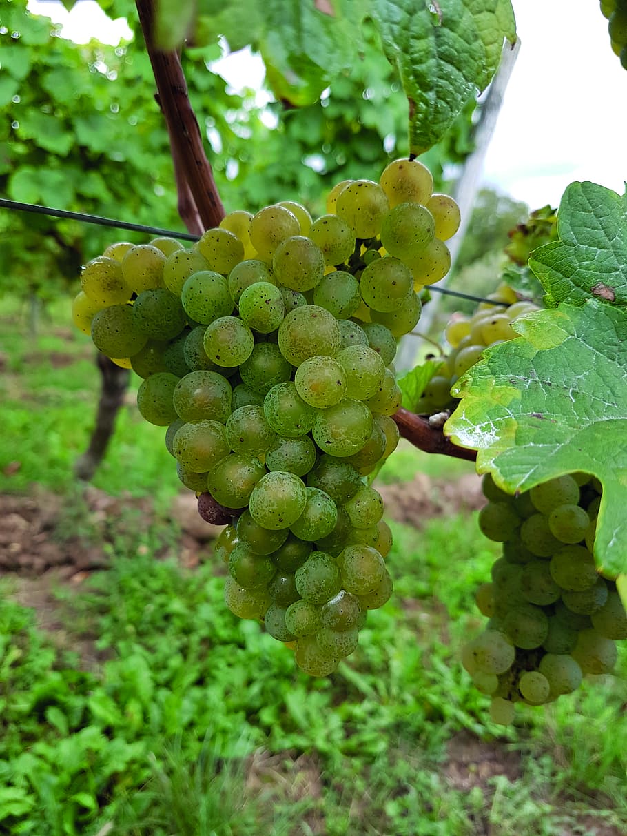 vin, frugt, natur, blad, drue, modne druer, vinavl, grønne druer, efterår, vindruer, vækst, plante, sund kost, mad, mad og drikke, grøn farve, landbrug, vingård, friskhed, flok, plante del, ingen mennesker, dag, tæt på, velvære, udendørs, vinfremstilling, moden, plantage, 5K