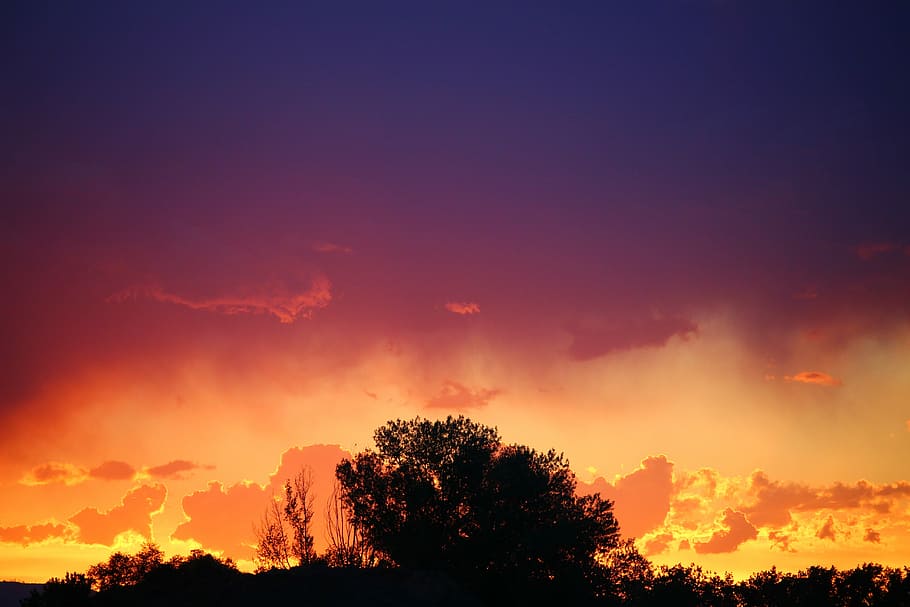 solnedgang, kontrast, træ, farver, falme, silhuet, dramatisk himmel, natur, orange farve, himmel, plante, sky - himmel, skønhed i naturen, scenics - natur, ro, rolig scene, ingen mennesker, idyllisk, udendørs, vækst, skumring, sollys, trætop, romantisk himmel, 5K