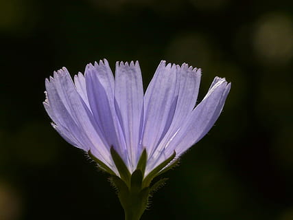 ortak hindiba, çiçek, hindiba, hoverfly, Çiçek açmak, açık mavi, menekşe, sıradan hindiba, cichorium intybus, kompozitler, asteraceae, yol kenarı, çiçekli bitki, botanik, bitki örtüsü, doğa, bitki, kapatmak, doğada güzellik, makro, yaz, açık havada, taçyaprağı, tek çiçek, beyaz, yeşil renk, çiçek kafa, kırılganlık, tazelik, Güvenlik açığı, büyüme, çiçeklenme, insansız, Beyaz renk, ön plana odaklanmak, polen, mor, seçici odak, yumuşaklık, sepal, 2K, CC0, kamu malı, telif ücretsiz