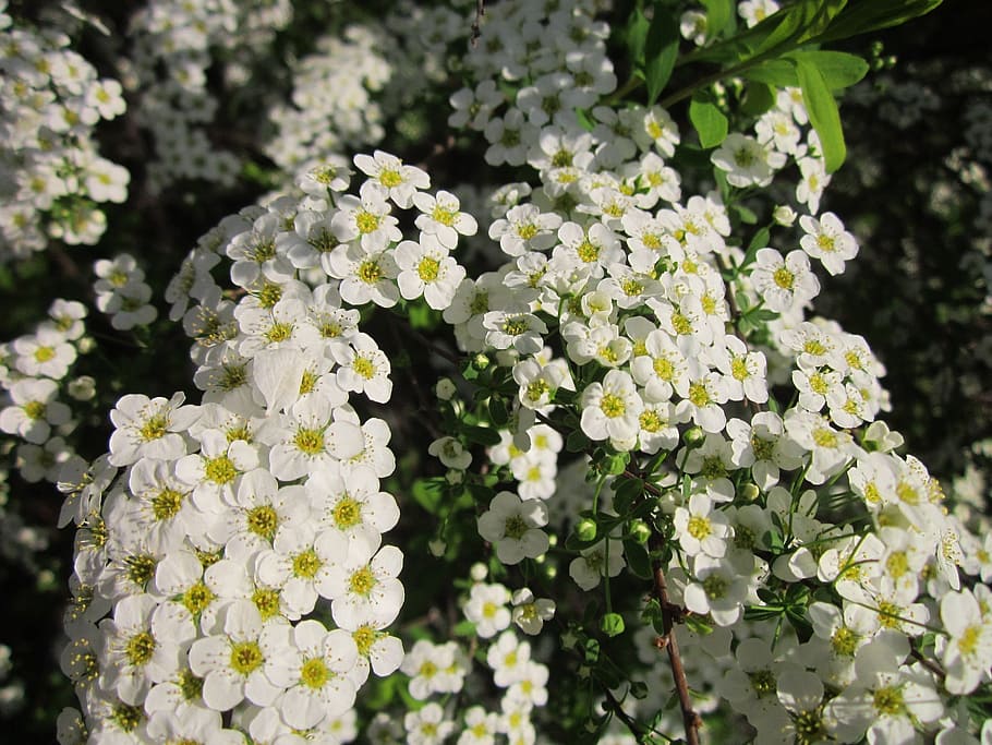 spiraea, arbust, florint, primavera, flora, botànica, planta, caps de flors, inflorescència, flor, planta amb flors, vulnerabilitat, fragilitat, frescor, bellesa a la natura, creixement, primer pla, Color blanc, pètal, dia, cap gent, naturalesa, cap de flor, part de la planta, a l'aire lliure, full, Ram de flors, lila, 2K