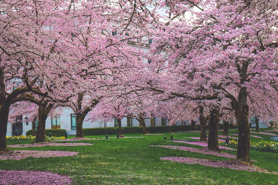 arbres de flors de cirerer, primavera, florir, flor, arbres, naturalesa, florint, planta, floral, natural, arbre, verd, assolellat, temporada, color rosa, flor de cirerer, ametller, cirerer, bellesa a la natura, planta amb flors, creixement, fragilitat, frescor, parc, herba, parc - l'home va fer espai, branca, dia, tronc de l'arbre, a l'aire lliure, cap gent, treelined, 5K