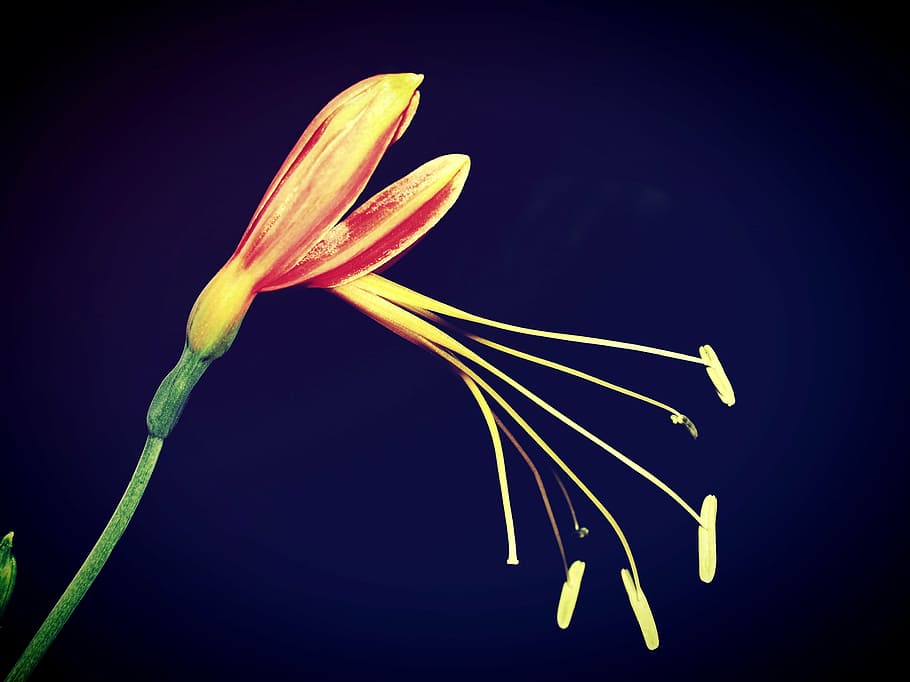 camp, filtrar, flora, flor, fullatge, jardí, imatges, paisatge, baix, prat, meditativa, natue, pacífica, plantes, punt, Pov, temporada, serè, poc profund, tranquil, vista, salvatge, primer pla, frescor, planta, planta amb flors, bellesa a la natura, tir de l'estudi, cap gent, naturalesa, a l'interior, pètal, cap de flor, fragilitat, inflorescència, vulnerabilitat, menjar i beguda, pol·len, groc, fons negre, porpra, fons blau, 2K