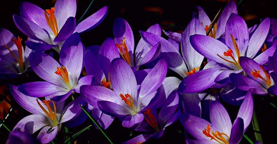detailní, fotografie, nachový, květy okvětní lístky, krokus, jaro, Příroda, květ, rostlina, tyčinek, kalich, pestík, pyl, list, roční období, fialový, flóra, květinová zahrada, makro květina, letní, kvetoucí rostlina, krása v přírodě, okvětní lístek, křehkost, svěžest, zranitelnost, detail, květu hlavy, růst, květenství, nikdo, duhovka, zaměřit se na popředí, 4K