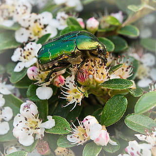 arrel, escarabat, insecte, primavera, macro, cobertura, spierhecke, tancar, flors, animal, planta, un animal, fauna animal, flor, temes d'animals, animals a la natura, planta amb flors, primer pla, bellesa a la natura, full, part de la planta, creixement, invertebrat, naturalesa, fragilitat, cap gent, color verd, dia, cap de flor, a l'aire lliure, polinització, 2K, CC0, domini públic, lliure de regalies