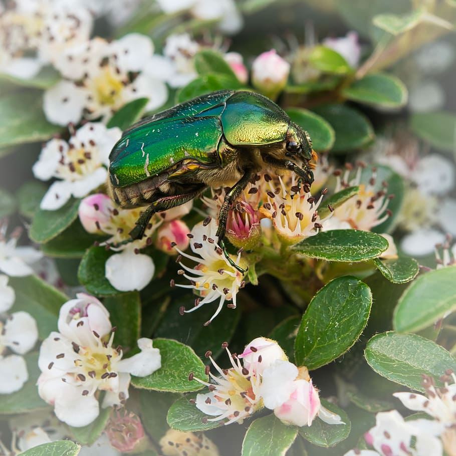 arrel, escarabat, insecte, primavera, macro, cobertura, spierhecke, tancar, flors, animal, planta, un animal, fauna animal, flor, temes d'animals, animals a la natura, planta amb flors, primer pla, bellesa a la natura, full, part de la planta, creixement, invertebrat, naturalesa, fragilitat, cap gent, color verd, dia, cap de flor, a l'aire lliure, polinització, 2K