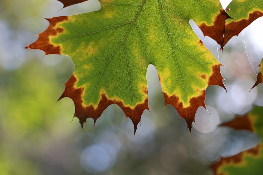 vinter, blad, grøn, rød, featured, efterår, natur, udendørs, dag, afspejling, plante del, plante, tæt på, vækst, lave om, skønhed i naturen, ingen mennesker, fokus på forgrunden, træ, bladvenen, blade, ahorn blad, grøn farve, ahorntræ, afdeling, 5K