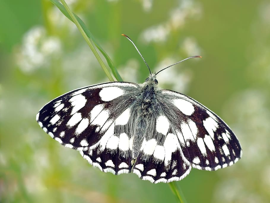 blanc, papallona de marbre, primer pla, fotografia, insecte, naturalesa, halm, temes d'animals, invertebrat, fauna animal, ala dels animals, animal, papallona - insecte, un animal, animals a la natura, bellesa a la natura, centrar-se en primer pla, flor, planta, part del cos dels animals, cap gent, dia, antena animal, papallona, polinització, 2K