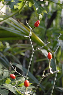 chile, speziato, verdura, frutta, rosso, cibo, crescita, mangiare sano, cibo e bevande, pianta, freschezza, avvicinamento, natura, concentrarsi sulle conoscenze acquisite, bellezza nella natura, nessuno, giorno, rosa canina, frutti di bosco, albero, benessere, ramoscello, all'aperto, maturo, 4K, CC0, dominio pubblico, privo di copyright