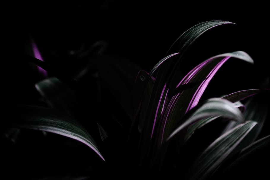 Grün, lila, Pflanzen Fotografie, selektive Farbe, Farbfoto, Pflanze, dunkel, Blatt, schwarze Farbe, schwarzer Hintergrund, Hintergründe, abstrakt, Natur, pinke Farbe, keine Leute, Blume, Nahansicht, Schönheit in der Natur, Verletzlichkeit, Zerbrechlichkeit, blühende Pflanze, drinnen, Blütenblatt, Frische, Studioaufnahme, Wachstum, selektiver Fokus, Blütenstand, Blütenkopf, Weichheit, kastanienbraun, 4K