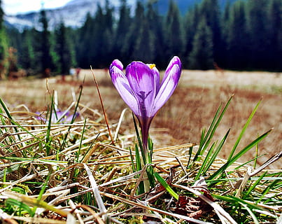 safrà, tatry, flors, primavera, polyana, flor, violeta, muntanyes, muntanya, prat, podhale, naturalesa, planta, bellesa a la natura, a l'aire lliure, estiu, temporada, pètal, cap de flor, planta amb flors, iris, vulnerabilitat, creixement, fragilitat, terra, frescor, primer pla, camp, dia, centrar-se en primer pla, inflorescència, cap gent, color rosa, porpra, 2K, CC0, domini públic, lliure de regalies
