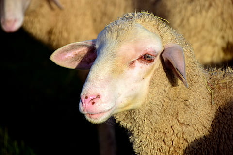 får, Fårehovedhavrude, uld, dyr, husdyr, græs, landbrug, pattedyr, udsigt, ansigt, får uld, besætning dyr, portræt, fårportræt, nysgerrighed, får får, flok, hvidt får, dyre temaer, indenlandske, kæledyr, gård, et dyr, hvirveldyr, dyr kropsdel, landlige scene, natur, ungt dyr, ingen mennesker, tæt på, planteædende, dyr hoved, udendørs, dyrepenne, snude, 5K, CC0, offentligt domæne, royaltyfrie