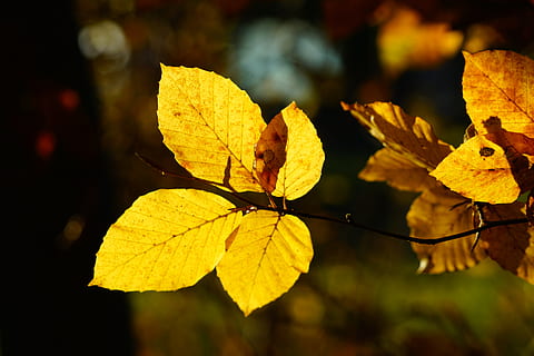 bukové listy, větev, buk, strom, podzim, podzim listí, listy, barva pádu, herbstimprese, žlutá, hnědý, podzimní větev, rostlinné části, list, změna, detail, rostlina, zaměřit se na popředí, nikdo, Příroda, den, krása v přírodě, venku, křehkost, zranitelnost, růst, listová žíla, suchý, Javorový list, přirozený stav, podzimní kolekce, 8K, CC0, veřejná doména, bez autorských práv