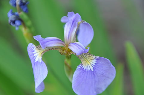 iris, blomster, anbringe, blomst, natur, kronblad, skønhed i naturen, plante, lilla, blomstrende plante, friskhed, sårbarhed, skrøbelighed, tæt på, vækst, blomsterstand, blomsterhoved, fokus på forgrunden, ingen mennesker, selektiv fokusering, dag, botanik, udendørs, iris - plante, 4K, CC0, offentligt domæne, royaltyfrie