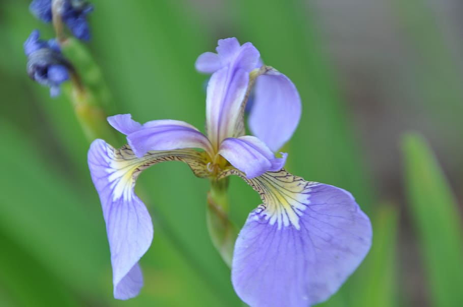 iris, blomster, anbringe, blomst, natur, kronblad, skønhed i naturen, plante, lilla, blomstrende plante, friskhed, sårbarhed, skrøbelighed, tæt på, vækst, blomsterstand, blomsterhoved, fokus på forgrunden, ingen mennesker, selektiv fokusering, dag, botanik, udendørs, iris - plante, 4K