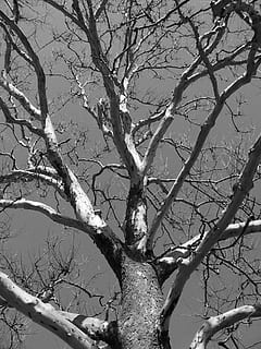 Baum, tot, Winter, Geäst, leblos, Ökologie, Natur, Umgebung, Ast, Schwarz und weiß, kahler Baum, Pflanze, keine Leute, Kofferraum, Ruhe, Baumstamm, Himmel, Tag, Schönheit in der Natur, Flachwinkelansicht, draußen, Szenen - Natur, Sonnenlicht, Nicht-städtische Szene, tote Pflanze, ruhige Szene, 2K, CC0, gemeinfrei, lizenzfrei