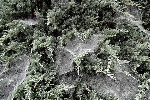 araña, webs, Rocío, en el rocío, nadie, naturaleza, planta, fotograma completo, día, bosque, crecimiento, belleza en la naturaleza, tierra, vista de alto ángulo, tranquilidad, árbol, al aire libre, color verde, paisajes - naturaleza, campo, antecedentes, escena tranquila, escena no urbana, invierno, temperatura fría, 4K, CC0, dominio público, libre de derechos