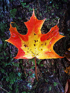 fall, nature, leaf, red, orange, bark, wet, bright, color, outdoors, tree, flora, season, close-up, plant part, plant, day, autumn, shape, maple leaf, no people, change, star shape, orange color, yellow, beauty in nature, textured, dry, body part, starfish, natural condition, 2K, CC0, public domain, royalty free