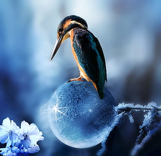 azul, naranja, bola de cristal, composición, martín pescador, pájaro, primavera, la primavera está llegando, burbuja de jabón, congelado, glacial, fondo de escritorio, teléfono móvil, las flores, un animal, temas de animales, fauna animal, animales en la naturaleza, centrarse en primer plano, animal, vertebrado, de cerca, nadie, belleza en la naturaleza, naturaleza, posado, día, planta, al aire libre, flor, planta floreciendo, pico, 1080P, CC0, dominio público, libre de derechos