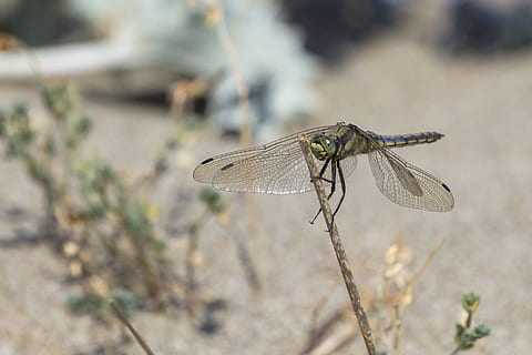 libélula, insecto ala, vuelo, insecto, ala, insecto volador, temas de animales, un animal, centrarse en primer plano, animales en la naturaleza, día, animal, fauna animal, ala animal, invertebrado, de cerca, nadie, naturaleza, planta, al aire libre, ramita, zoología, caballeriza, luz del sol, 4K, CC0, dominio público, libre de derechos