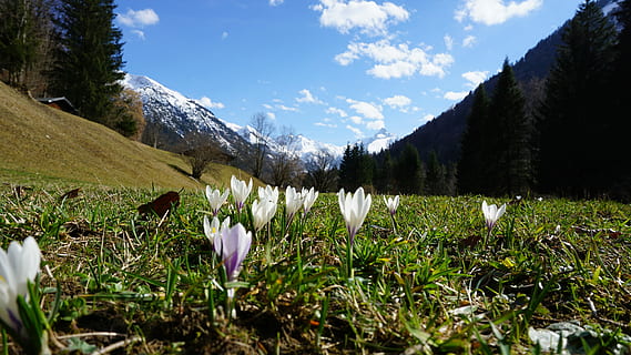 Berge, Blumen, Frühling, alpin, Wiese, Natur, Landschaft, Alpenblume, sonnig, Bergblumen, Himmel, Pflanze, Berg, draußen, Tag, szenen, Schönheit in der Natur, Wachstum, blühende Pflanze, Blume, Frische, wolke - himmel, Ruhe, Szenen - Natur, Baum, Feld, Zerbrechlichkeit, Land, Verletzlichkeit, ruhige Szene, keine Leute, Gebirge, Blütenkopf, Krokus, 5K, CC0, gemeinfrei, lizenzfrei