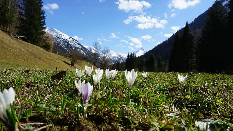 Berge, Blumen, Frühling, alpin, Wiese, Natur, Landschaft, Alpenblume, sonnig, Bergblumen, Himmel, Pflanze, Berg, draußen, Tag, szenen, Schönheit in der Natur, Wachstum, blühende Pflanze, Blume, Frische, wolke - himmel, Ruhe, Szenen - Natur, Baum, Feld, Zerbrechlichkeit, Land, Verletzlichkeit, ruhige Szene, keine Leute, Gebirge, Blütenkopf, Krokus, 5K