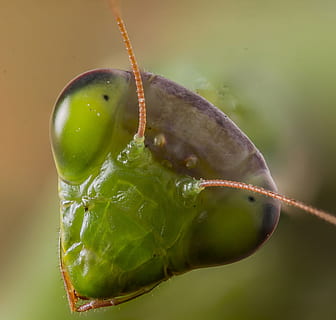 blisko, Zielony, owad, Modliszka, zwierzę, modląc się, Natura, drapieżnik, dziki, dzikiej przyrody, portret, żółty, oczy, makro, antena, zielony kolor, zbliżenie, zdrowe odżywianie, jedzenie i picie, jedzenie, żadnych ludzi, owoc, świeżość, skupić się na pierwszym planie, dobre samopoczucie, roślina, dzień, zwierzęta na wolności, zwierzęca przyroda, liść, część rośliny, jedno zwierzę, na dworze, wzrost, dojrzały, 4K, CC0, domena publiczna, darmowe zdjęcia