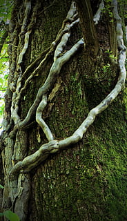 Kriechpflanze, Bergsteiger, Log, Baum, Liane, Borke, Baumstamm, Kofferraum, Pflanze, Wachstum, Natur, keine Leute, Ruhe, Tag, Moos, Land, grüne Farbe, Schönheit in der Natur, Wurzel, Ast, draußen, Holz - Material, texturiert, Wald, Pflanzenrinde, 5K, CC0, gemeinfrei, lizenzfrei